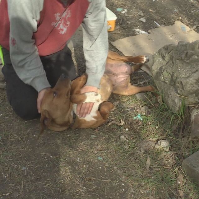 Жестокост към животно: Мъже откриха куче, затрупано в изоставена шахта