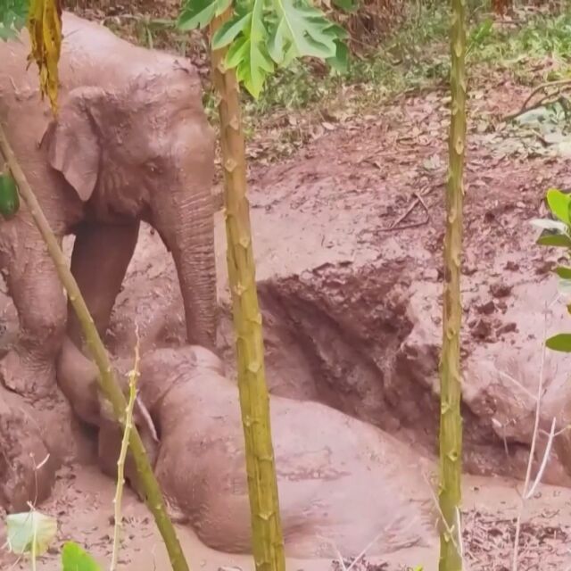Слон попадна в капана на кално езеро, приятелят му опита да го спаси (ВИДЕО)