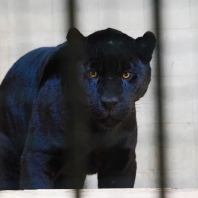 Столичният зоопарк - с два черни ягуара (СНИМКИ)