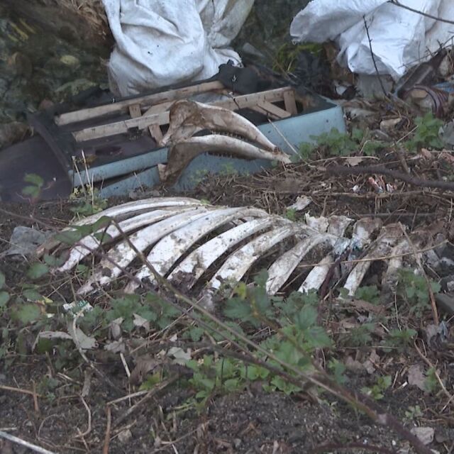 Пред екокатастрофа: Чували с мъртви животни край водохващането на мездренско село