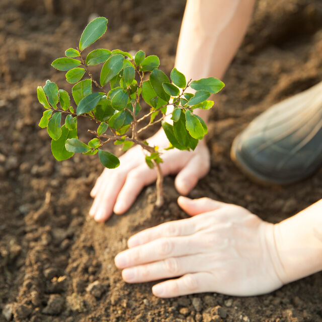Засаждане на дървета в училища и детски градини