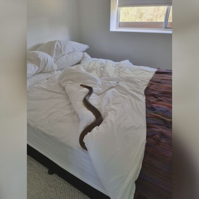 "Тя ме гледаше": Жена намери отровна змия в леглото си (СНИМКИ)