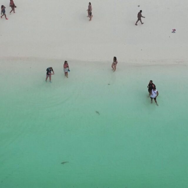 Туристи и акули делят екзотичен залив (ВИДЕО)