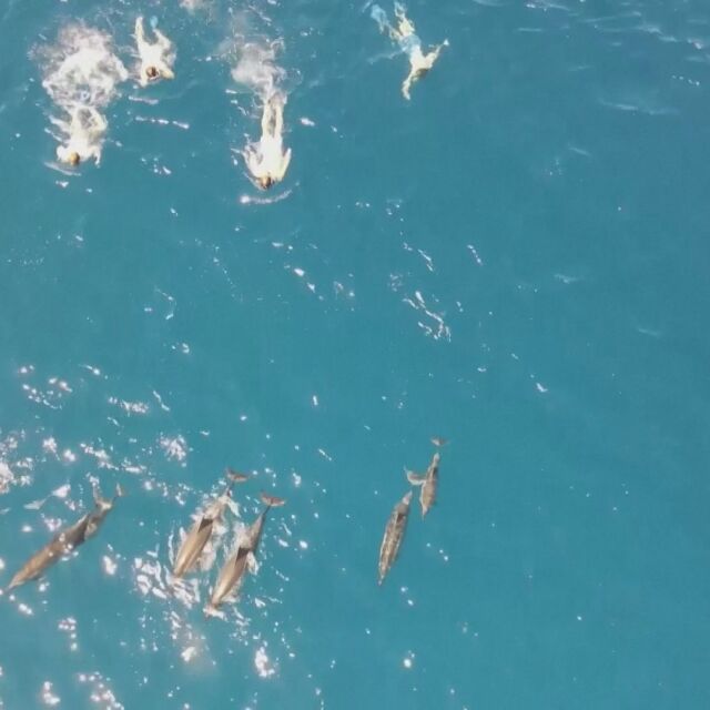 Плувци тормозят диви делфини (ВИДЕО)