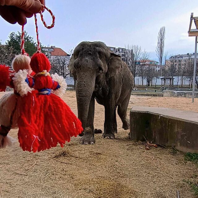 Баба Марта в зоопарка: На какво се зарадваха слоновете Фрося и Луиза? (СНИМКИ)