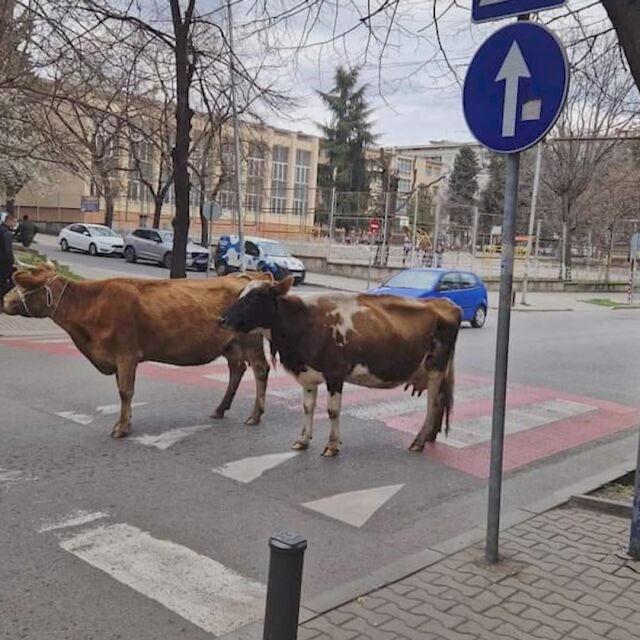 Разходка из ремонтираните улици в Стара Загора… за две крави (СНИМКИ и ВИДЕО)