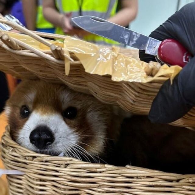  Контрабанда на застрашени типове: Откриха алена панда и още 86 животни в багаж на летище 