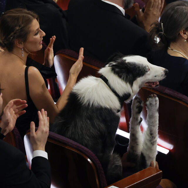 "Пляскащо" куче се превърна в звезда на Оскарите (ВИДЕО И СНИМКИ)