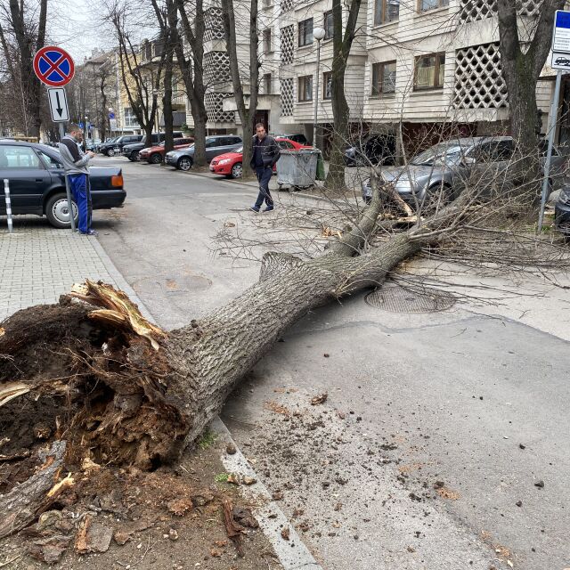  Дърво падна и удари кола покрай посолството на Бразилия в София (СНИМКИ) 