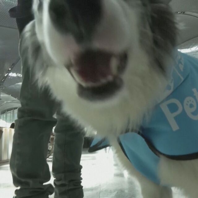 "Погали ме": Кучета терапевти утешават пътниците на летището в Истанбул (ВИДЕО)