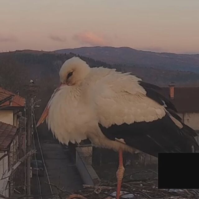  Как продължава животът на щъркелите Драго и Драга? 