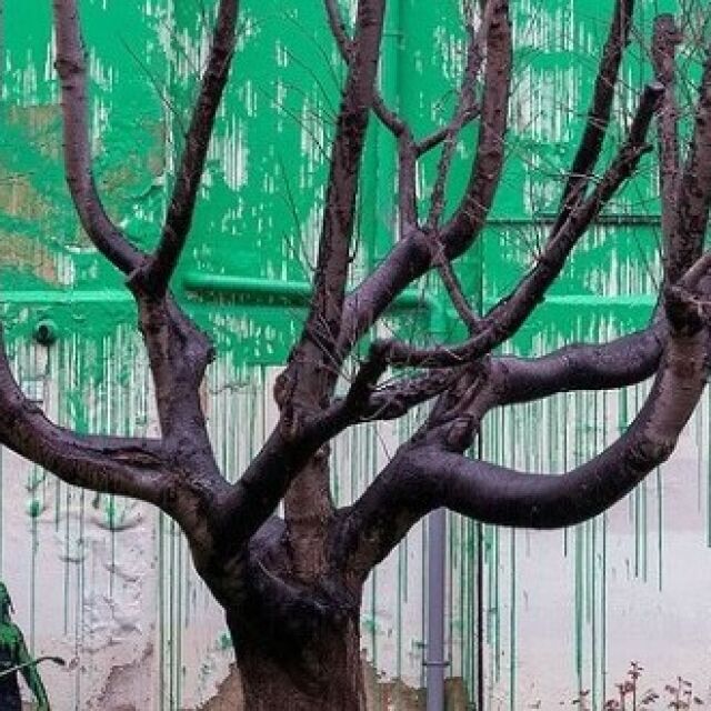 Заляха с бяла боя стенописа с дърво на Банкси в Лондон