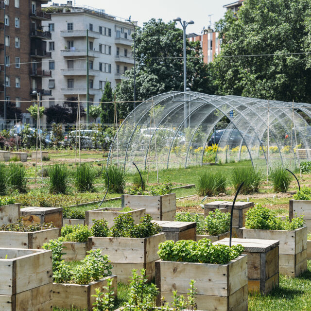 Разсад сред бетона - какво е походящо да засадим в градски условия?