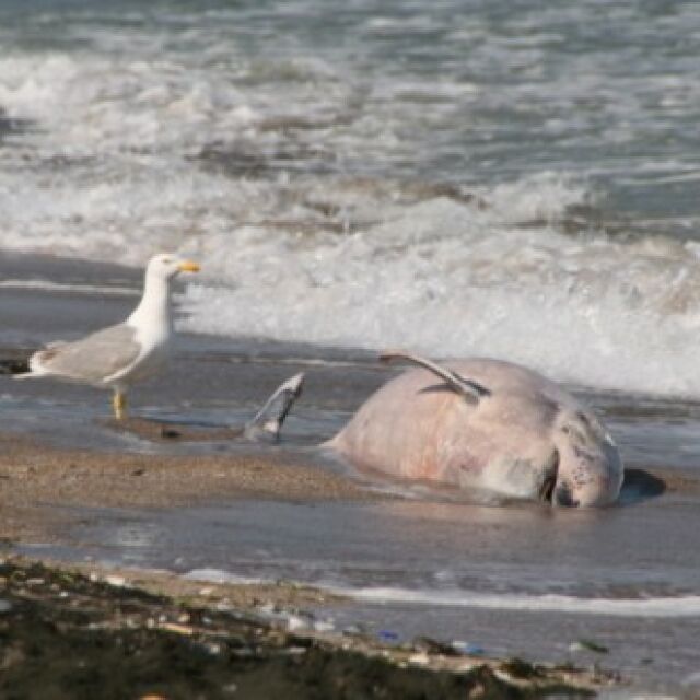 Мъртви делфини по Черноморието и това лято