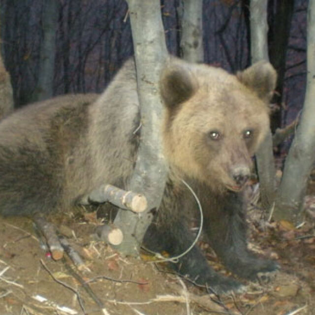 Ново нападение от мечка в Смолянско