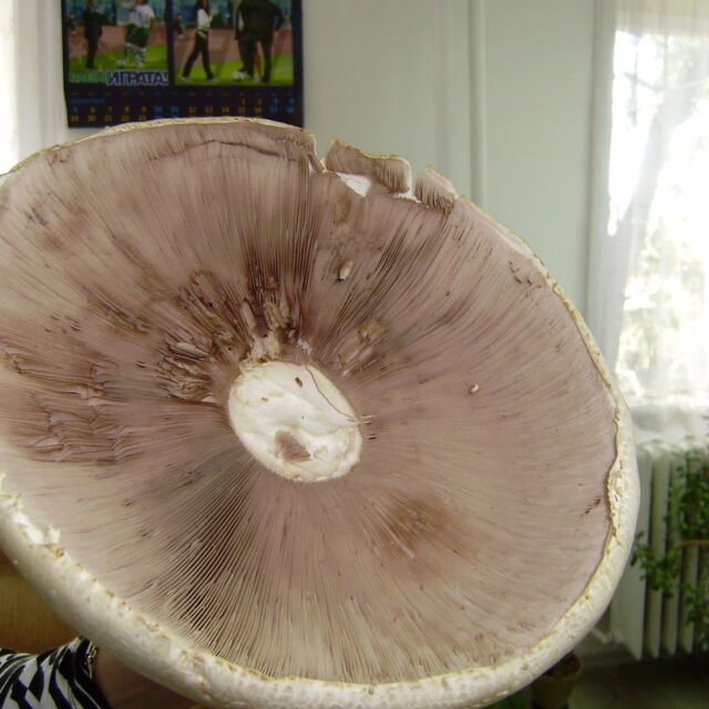  Откриха гъба край Омуртаг, тежаща половин кг 