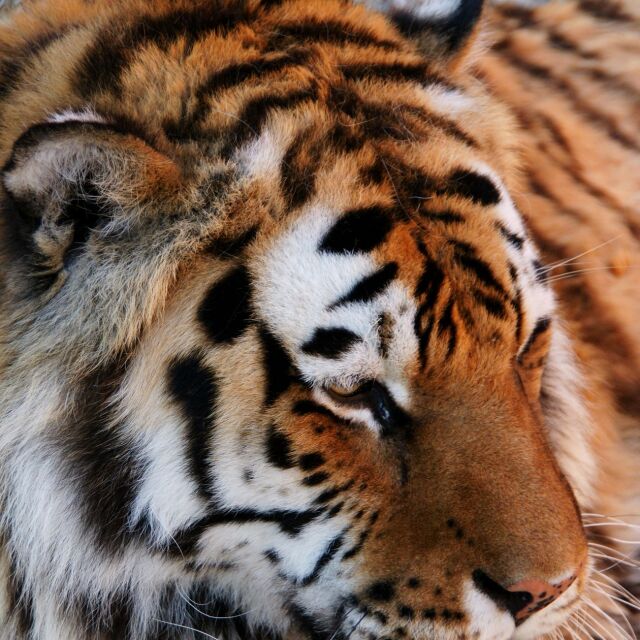 Тигър уби пазач в зоопарк в Швейцария