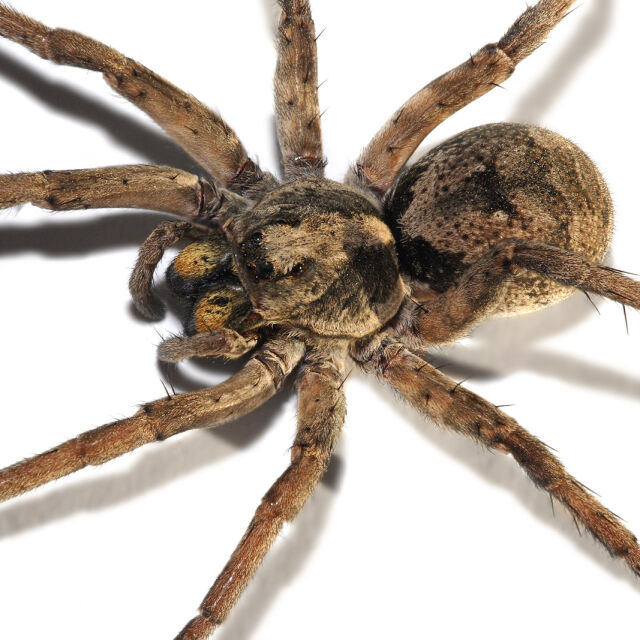 Страхът от паяци се лекува за три часа