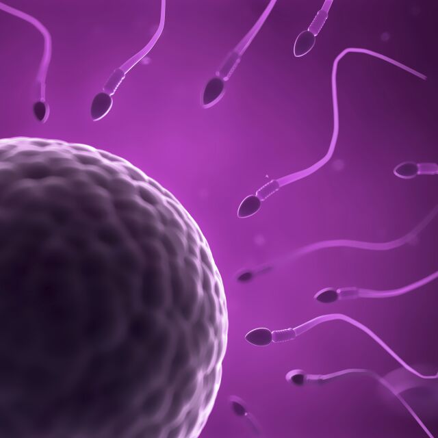 Яйцеклетката е тази, която избира сперматозоида и не печели най-бързият