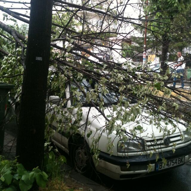 Дърво падна върху три коли в Благоевград (СНИМКИ)