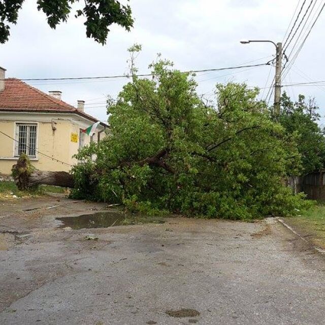 Дърво падна върху кола на пътя Пазарджик-Белово, жена е с опасност за живота 
