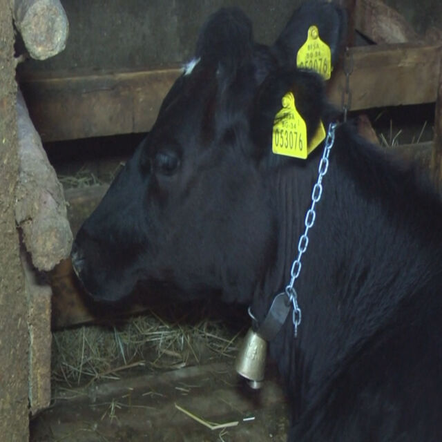 Жива верига в Абланица срещу евтаназия на стадо крави