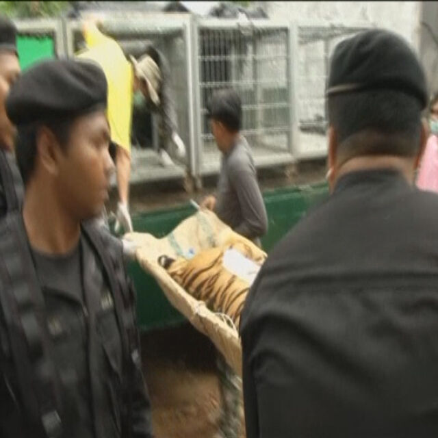 Евакуираха тигрите от известния "храм на тигрите" в Тайланд (ВИДЕО)