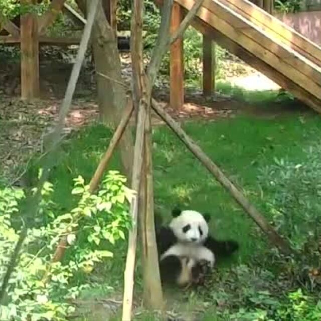 Панда показва удивителни акробатични умения (ВИДЕО)