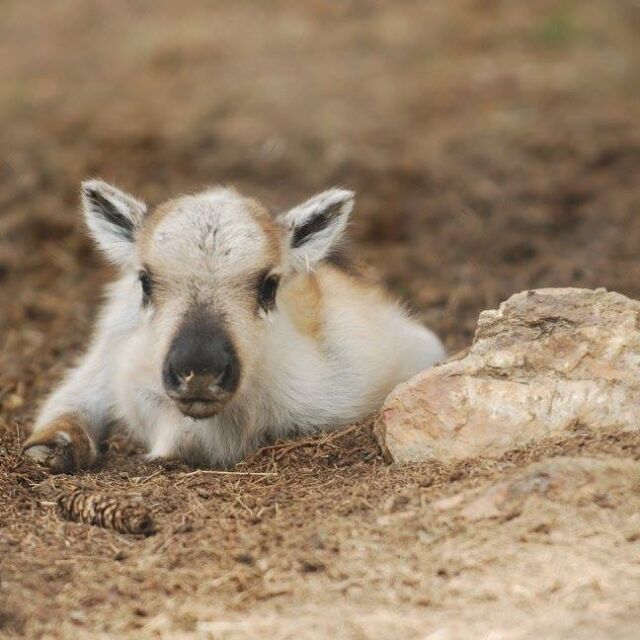Северно еленче се роди в Родопите