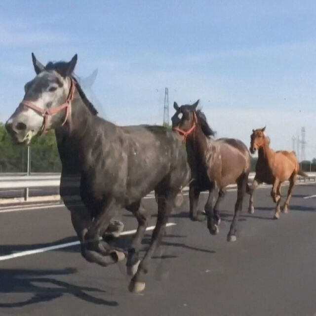 Суматоха на пътя в Унгария… коне препускат по магистралата (ВИДЕО)