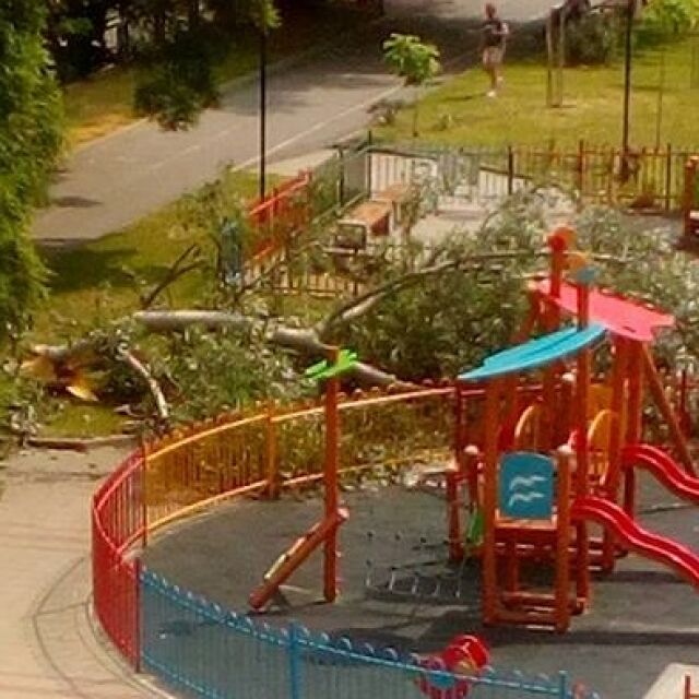 Огромно дърво падна върху детска площадка в Благоевград