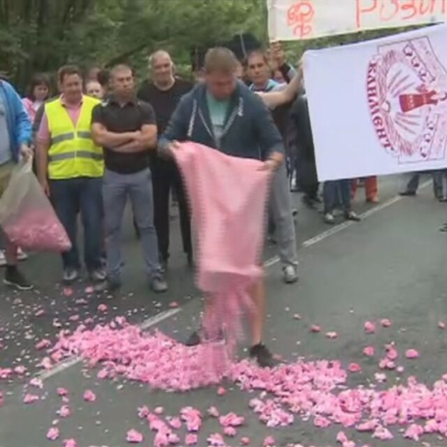 Пътна блокада: Производители на рози в Карловско протестират срещу ниската изкупна цена