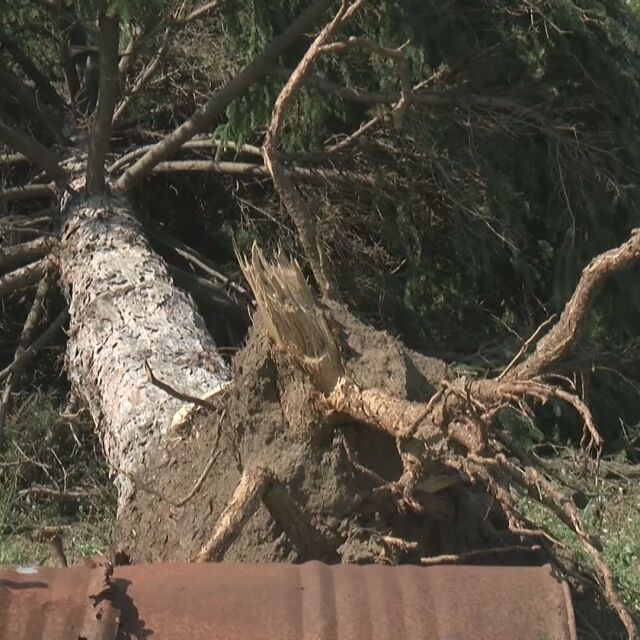 Паднали дървета и отнесени покриви след ураганната буря в Северна България