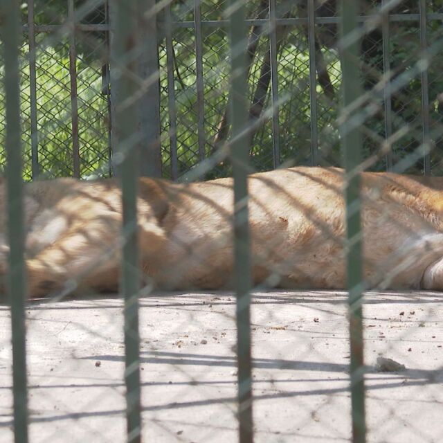 Хасковският зоопарк загуби две новородени лъвчета заради липса на адекватна здравна грижа