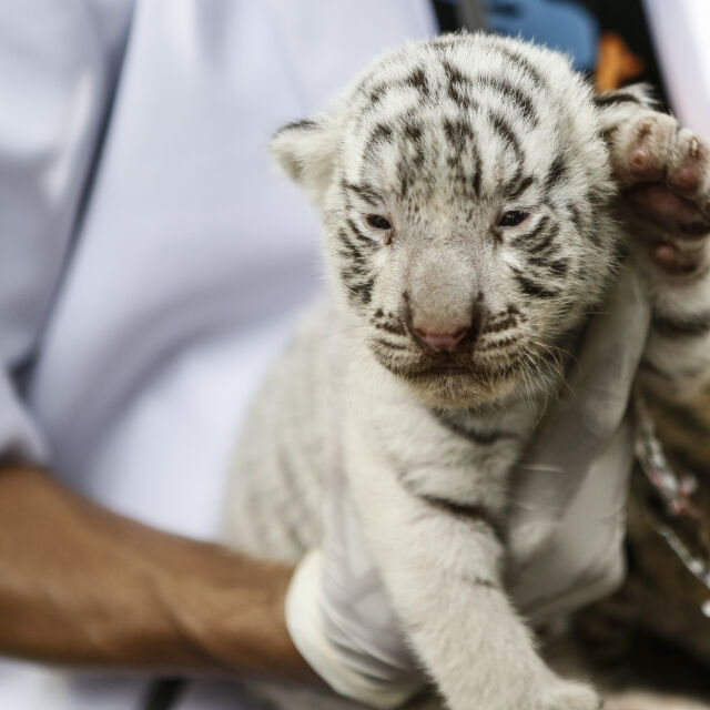 Зоопарк в Чили се сдоби с тигърчета тризнаци (ВИДЕО)
