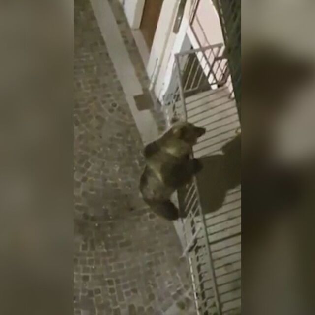 Мечка се покатери на втория етаж на сграда в италиански град (ВИДЕО) 