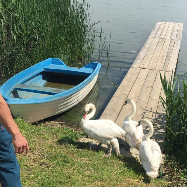 Пуснаха в езерото Вая три лебеда, конфискувани от частен дом