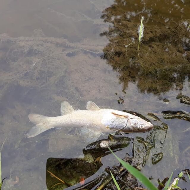 Десетки мъртви риби изплуваха от Стара река в с. Исперихово (СНИМКИ)