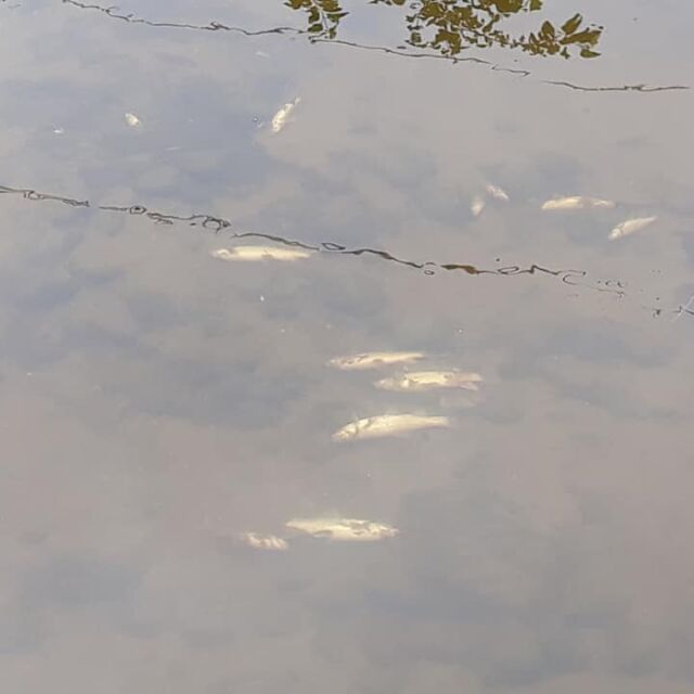 Промишлено замърсяване е причина за измирането на рибата в Стара река при Исперихово