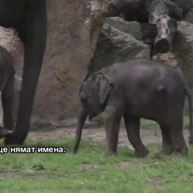 Бебета слончета се разхождат в зоопарка в Прага (ВИДЕО)