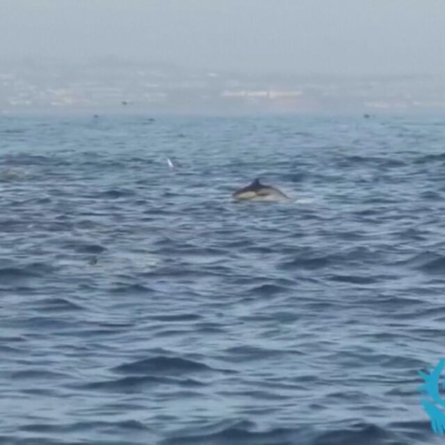 Хиляди делфини се събраха край бреговете на Калифорния