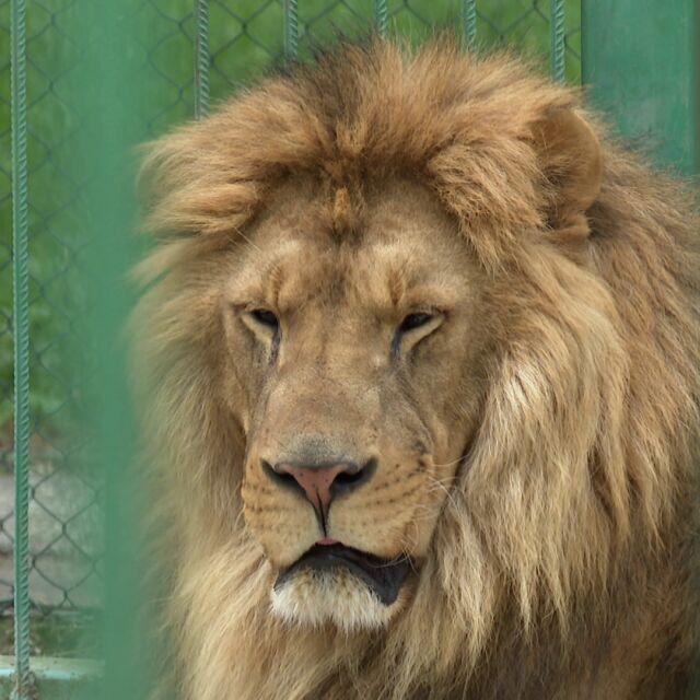 Заради наднормено тегло: Лъвовете в разградския зоопарк преминаха на диета