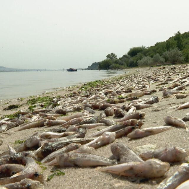 Басейнова дирекция: Варненското езеро е замърсено с органични вещества