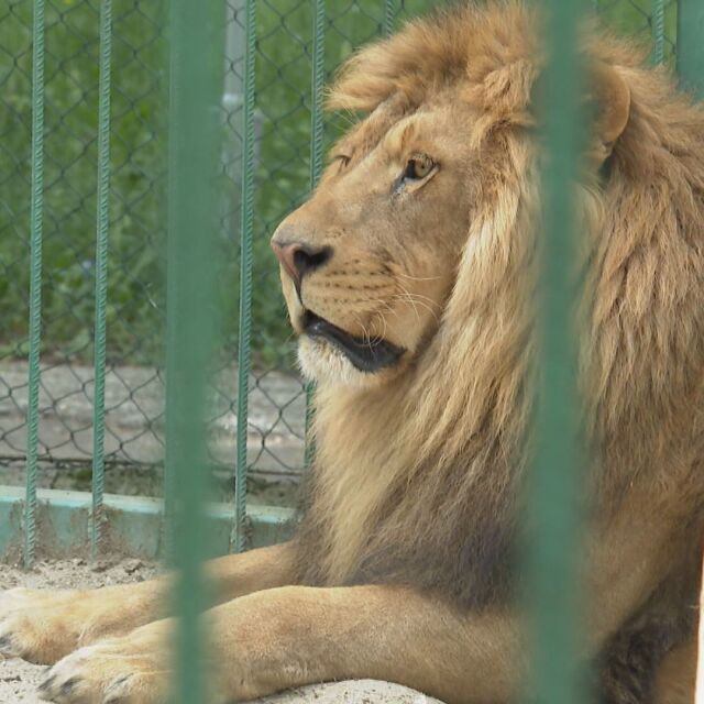 Служител на зоопарк е изяден жив, след като се снима с лъвове, за да впечатли приятелката си