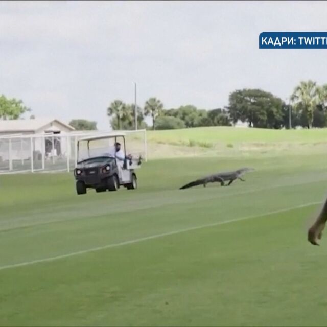 Алигатор нахлу на терена и прекъсна футболна тренировка в Торонто