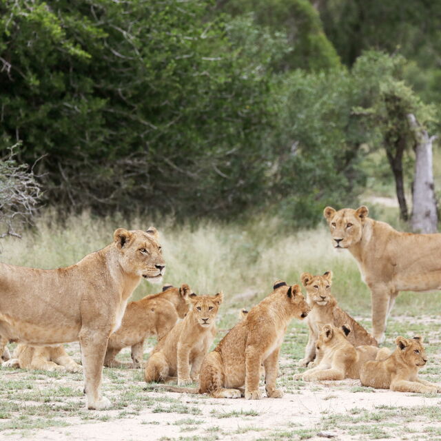 ЮАР ще забрани отглеждането на лъвове в плен с цел ловуване 
