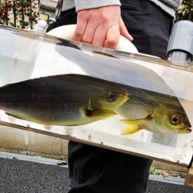 На разходка с домашните… рибки: Японска компания изобрети чанта аквариум 