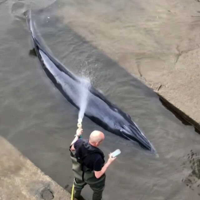 В Лондон спасиха кит, заседнал в Темза (ВИДЕО)