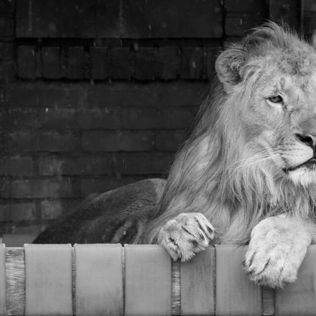 Почина лъвчето Терез, спасено от зоокъта в Разград