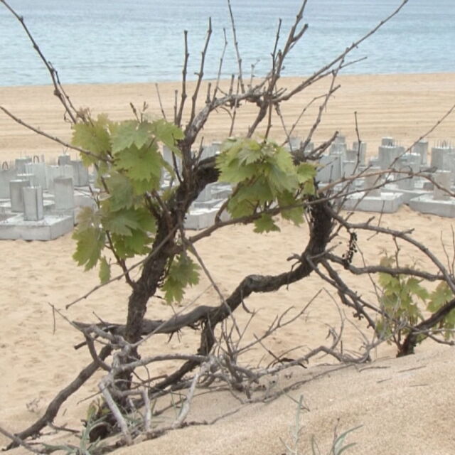 Министерството на туризма отново проверява плаж „Смокините-север“